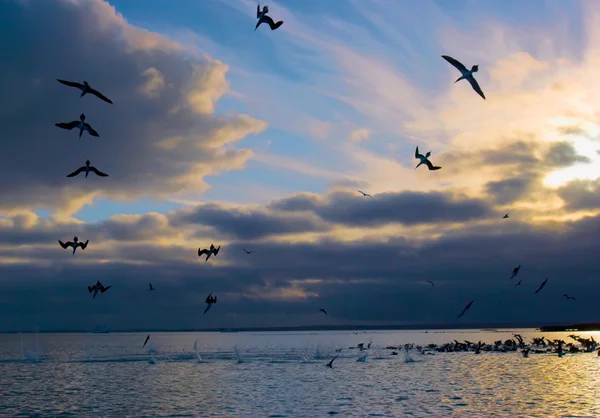 蓝脚鲣鸟潜水在日出钓鱼 圣克鲁斯 Isalnd 加拉帕戈 免版税图库照片