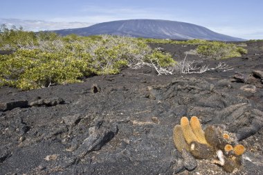Lava cactus and volcano in the background, fernandina island, galapagos clipart