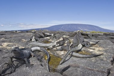 Marine iguanas stay in the sun in front of volcano in fernandina island, galapagos clipart