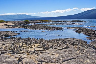 Stillness in galapgos clipart