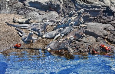 Marine iguanas stay still on the rocks of galapagos, warming up clipart