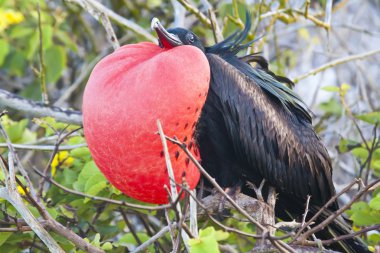A magnificent frigate bird fully inflated in genovesa island, galapagos clipart