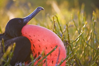 A male magnificent frigate bird waits for the femaie in his nest, inflated, genovesa galapagos clipart