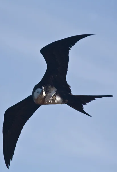 Çocukça Bir Firkateyn Kuşu Bartolomew Adası Galapagos Gökyüzünde Uçmak — Stok fotoğraf