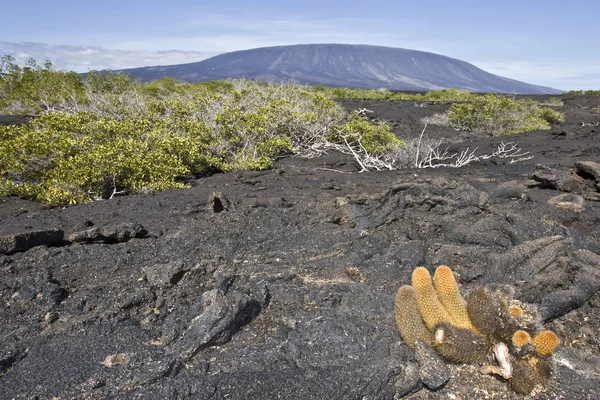 Cactus Lavico Vulcano Sullo Sfondo Isola Fernandina Galapagos — Foto Stock