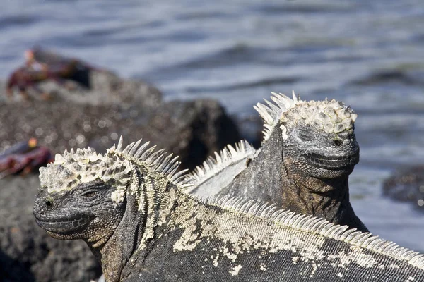 Iguanas Marinhas Tomando Banho Sol Nas Rochas Ilha Fernandina Galápagos — Fotografia de Stock