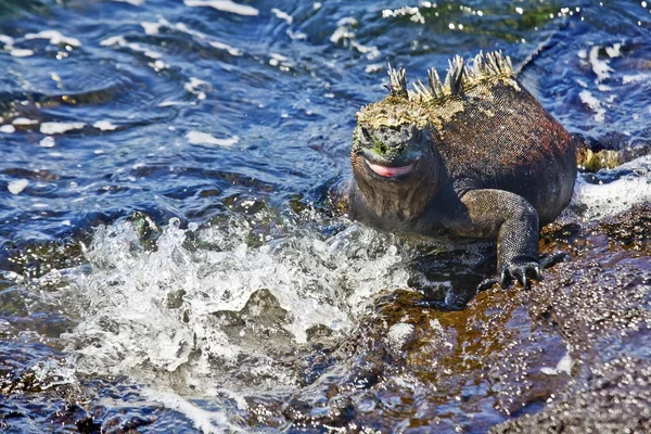 Leguán Mořský Přicházejí Moře Zahřát Skalách Fernandina Island Galapágy — Stock fotografie