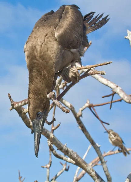 Giovane Booby Pronto Saltare Una Preda Isola Genovsa Galapagos — Foto Stock