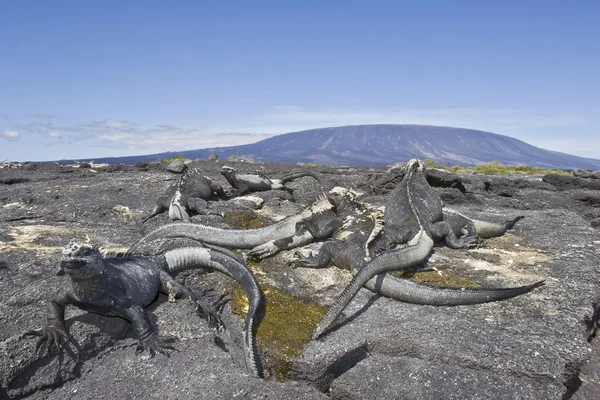 海鬣蜥留在前 加拉帕戈芬南代岛火山太阳 图库图片