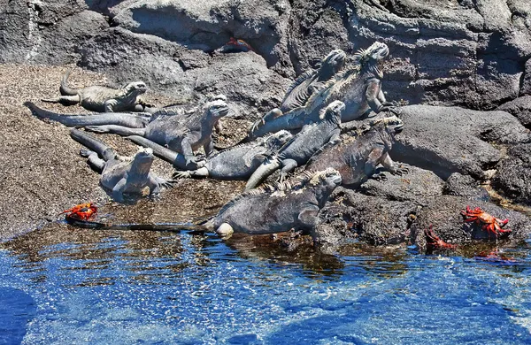 Meeresleguane Bleiben Auf Den Felsen Der Galapagos Stehen Und Wärmen Stockbild