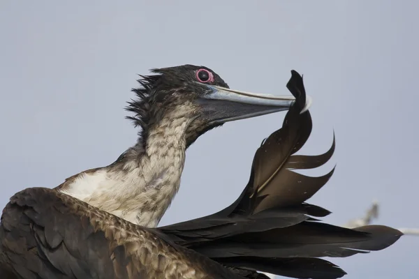 少年フリゲート鳥ヘノベサ島 ガラパゴスで彼の羽をクリーンアップします ストック写真