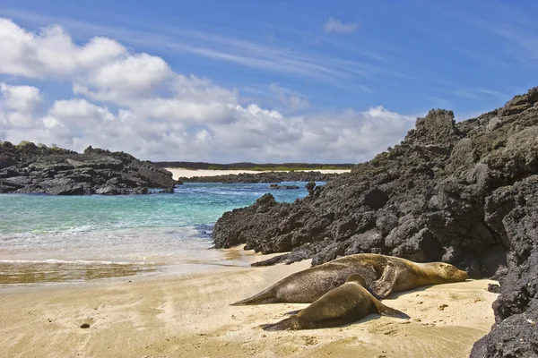 León marino amamantando, galápagos Imágenes de stock libres de derechos