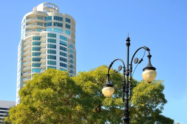 kınamak peeks havaya doğru tropikal st. petersburg, florida yerel, kentsel waterfront parkında çok ağaç üzerinde.