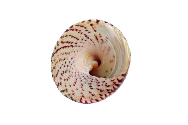 Жемчужина Морской Скорлупы Белом Фоне — стоковое фото