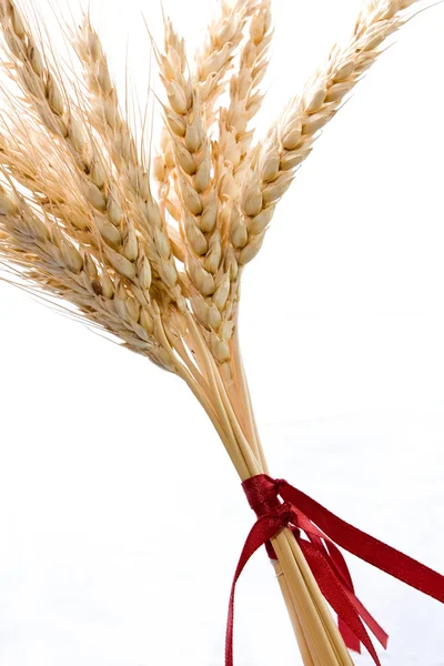 stock image Wheat stalks