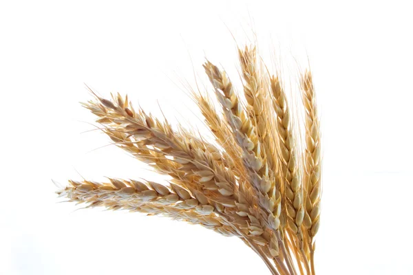 stock image Wheat stalks