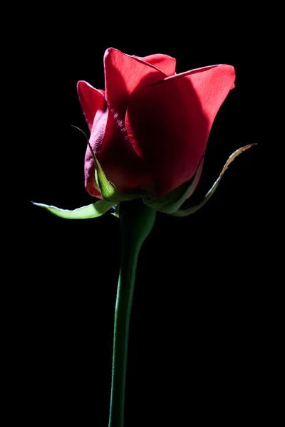 stock image Red rose on a black background