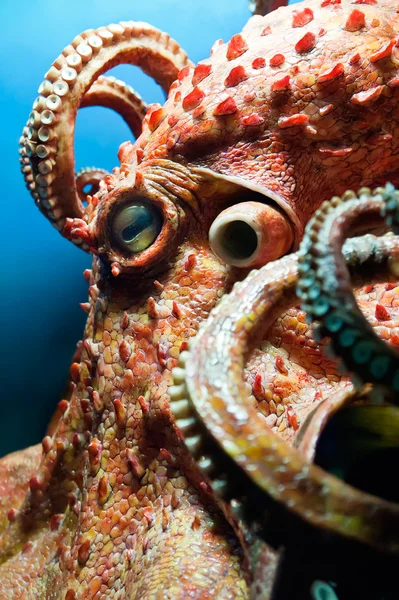 Huvudet av en bläckfisk — Stockfoto
