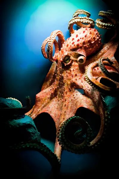 吓人的巨型章鱼 采取与尼康 D700 图库图片