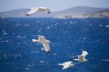 Flying Seagulls in the Coastline of Greece clipart