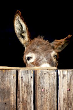 Shy donkey look out of a stable clipart