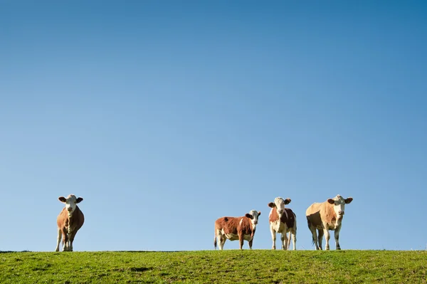Čtyři krávy — Stock fotografie
