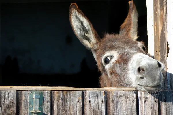 Funny Donkey Royalty Free Stock Photos