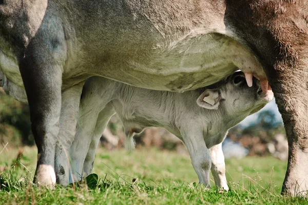 Suckling Calf — Stock Photo, Image
