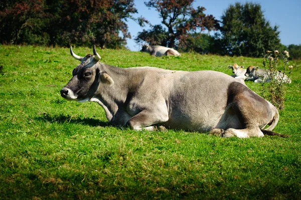 瑞士牛在新鲜草地上休息 — 图库照片