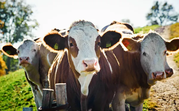 Grupo Vacas Entrometidas Mirando Cámara — Foto de Stock