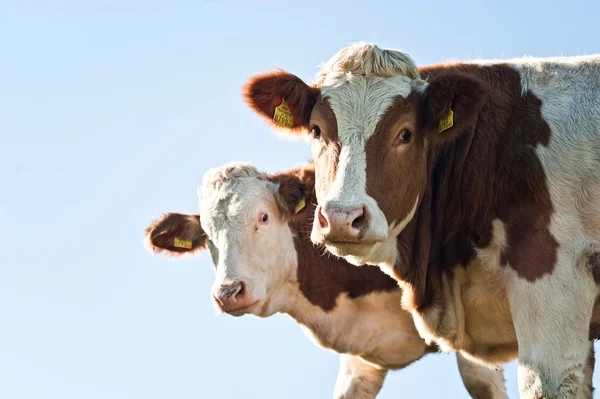 Duas Vacas Nosy Olhando Para Câmera Com Espaço Cópia — Fotografia de Stock