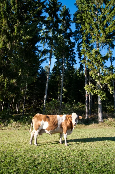 Cow Idyllic Pasture Some Conifers — Stock Photo, Image