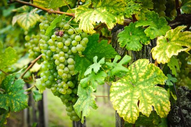 White Grapes on a Branch, taken with Nikon D700 clipart