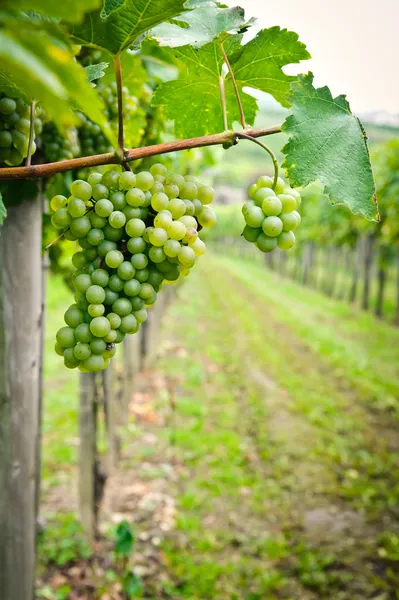 白葡萄中的葡萄园在瓦豪 奥地利 — 图库照片
