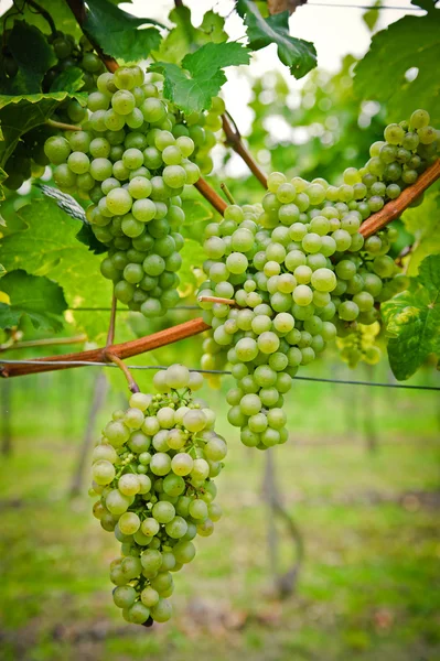 Bunch White Wine Grapes Tomado Com Nikon D700 — Fotografia de Stock