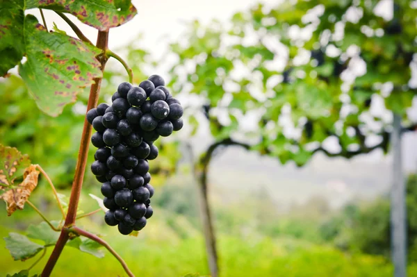 Red Wine Grape — Zdjęcie stockowe