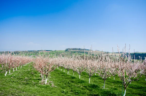 Plantage Voller Kirschbäume Mit Rosa Blüten — Stockfoto