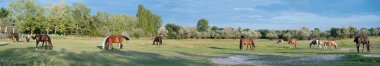 Panorama of a Paddock with grazing Horses, taken in Lower Austria clipart