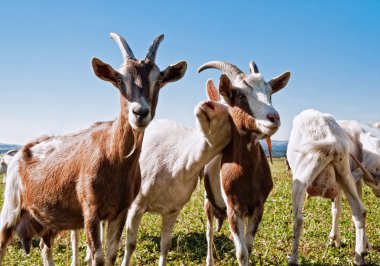 Group of Goats with one snuggling to an other one clipart