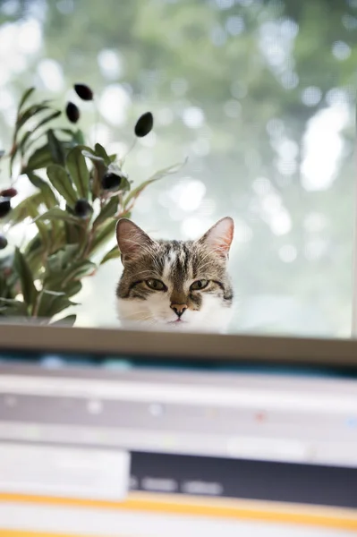 猫咪在监视器后面看着计算机工作的人 — 图库照片