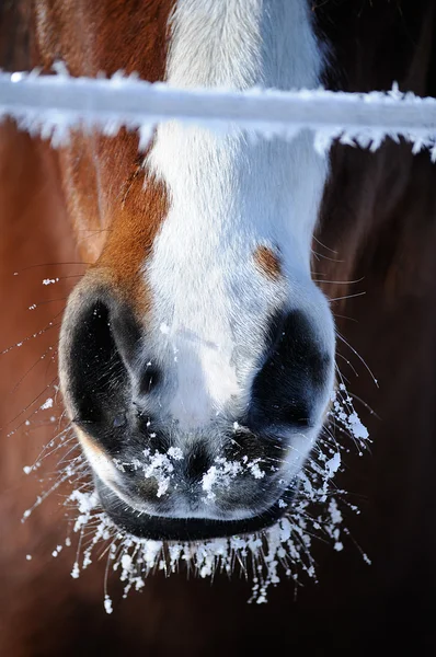 Frozen Horse Snout Frozen Fence — Stock Photo, Image