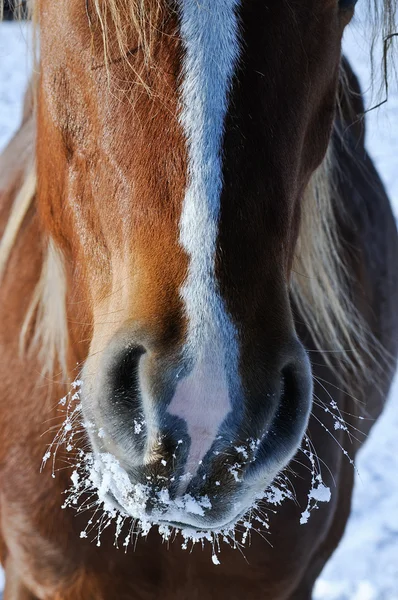 Detaljvy Frusen Häst Nos — Stockfoto