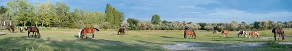 Panorama Över Paddock Med Betande Hästar Lägre Österrike — Stockfoto