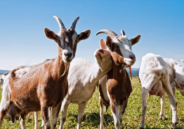 Groupe Chèvres Avec Câlin Autre — Photo
