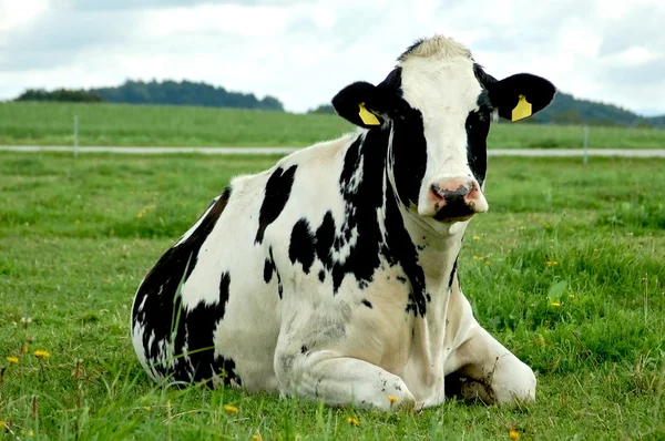 Odpoczynek krowa holstein — Zdjęcie stockowe