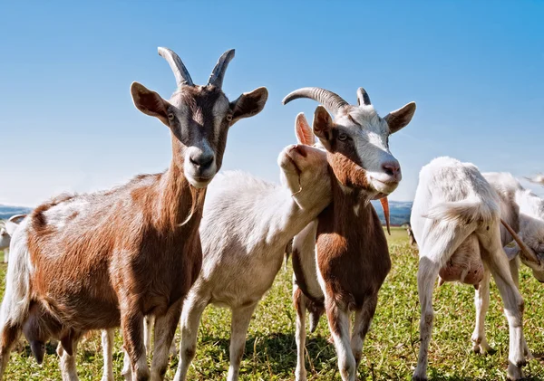 Group Goats One Snuggling Other One Royalty Free Stock Photos