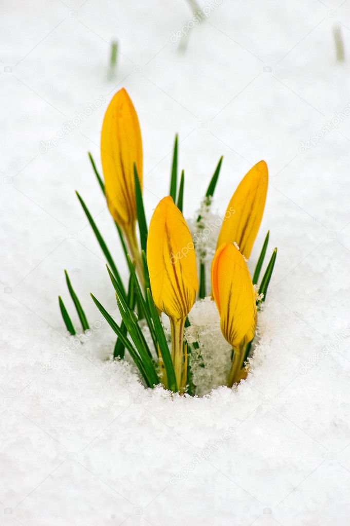 Crocusse growing through snow looking for spring