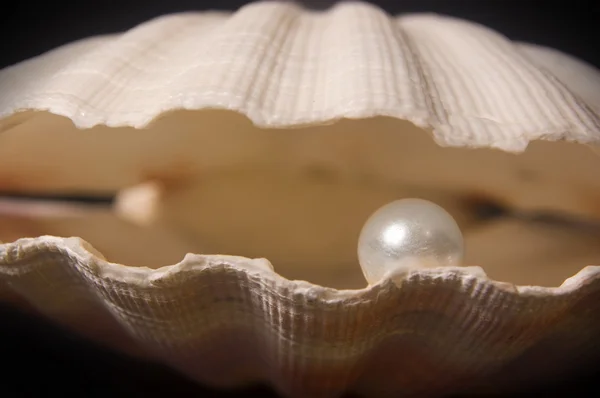 Jakobsmuschel Mit Perle Inneren Mit Fokus Auf Die Perle — Stockfoto