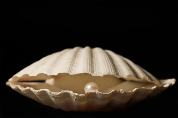 Jakobsschelpen met pearl — Stockfoto