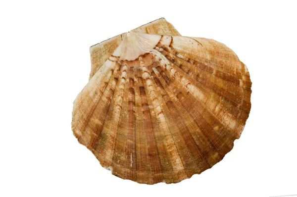 Hnědá hřebenatka shell — Stock fotografie